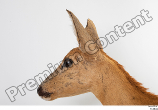 Deer Doe 2 head 0009.jpg